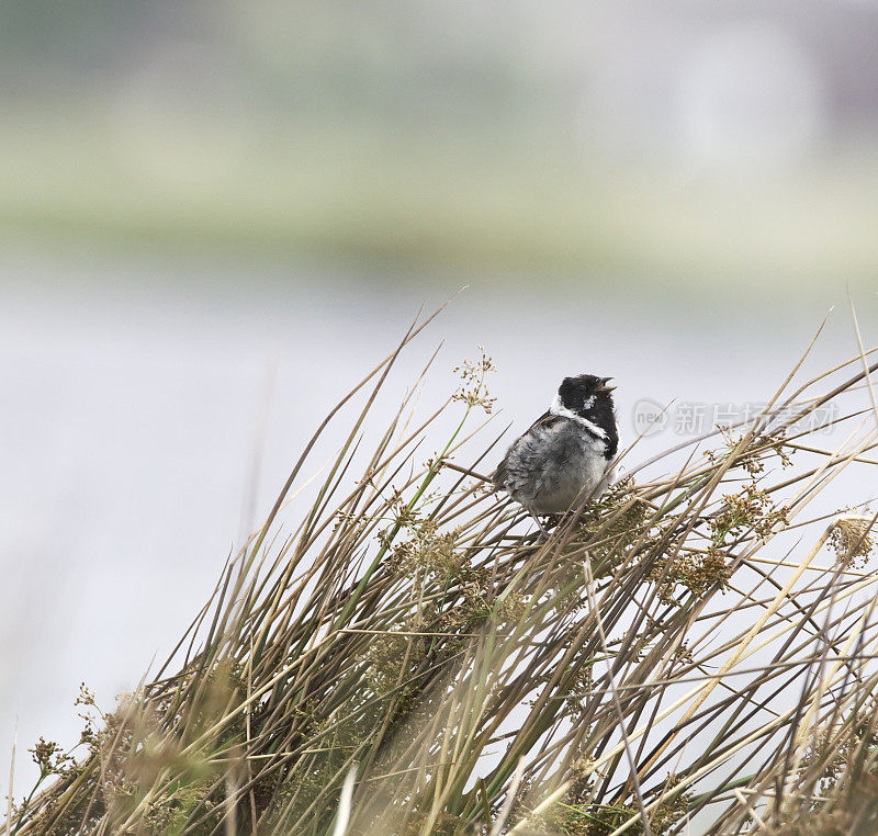 普通芦苇Bunting (Emberiza schoeniclus)雄性